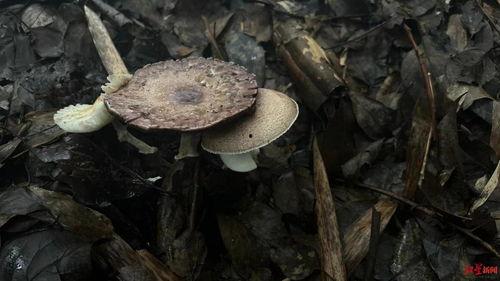 吃瓜菌,吃瓜菌带你领略娱乐圈的酸甜苦辣