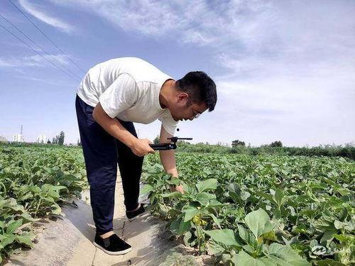 田间示范秀吃瓜,瓜果飘香，丰收喜悦尽展眼前