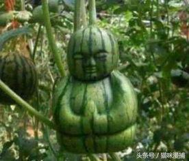 不明真香的吃瓜,吃瓜群众的狂欢与思考