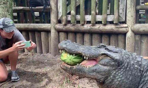 鳄鱼吃大鸡瓜,大鸡瓜下的惊险一幕