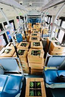 吃瓜公交日,一场全民参与的趣味出行盛宴