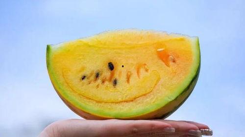 吃瓜什么都吃的图片,一图览尽万物皆可食的奇幻食界