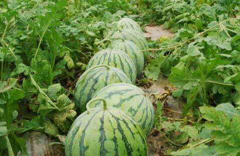 吃瓜网景甜,娱乐圈背后的甜蜜故事