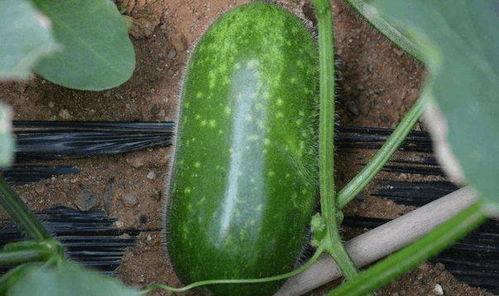 烟九九吃瓜系统,揭秘娱乐圈幕后真相