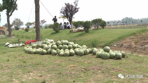 江苏沭阳吃瓜事件视频,一场引发热议的街头冲突瞬间