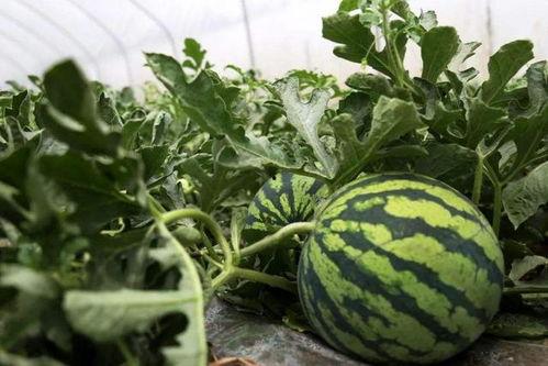 临海唐头路吃瓜