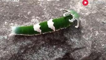 动物兔子吃瓜视频