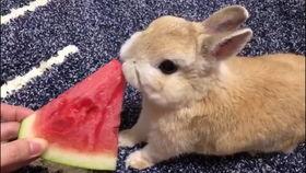 吃瓜兔子君,揭秘娱乐圈幕后故事