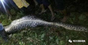 吃瓜群众吃到自己的瓜蛇