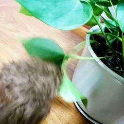 乌拉拉吃瓜,揭秘娱乐圈背后的那些事儿