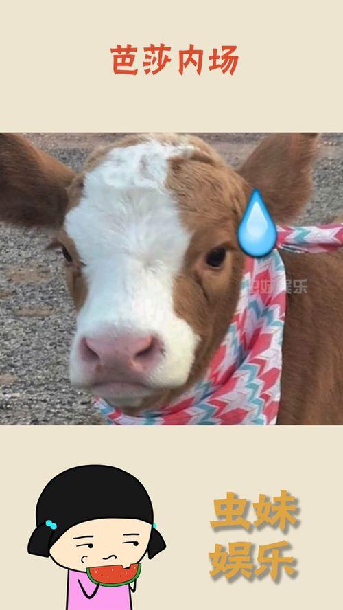 陵水抖音吃瓜,揭秘网红美食背后的故事