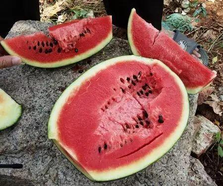 阳高避坑吃瓜,吃瓜群众必看避坑攻略