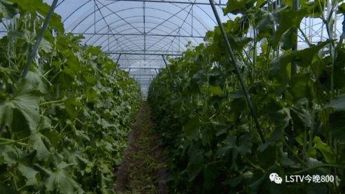 西昌吃瓜群,揭秘网络社交圈的趣味与争议