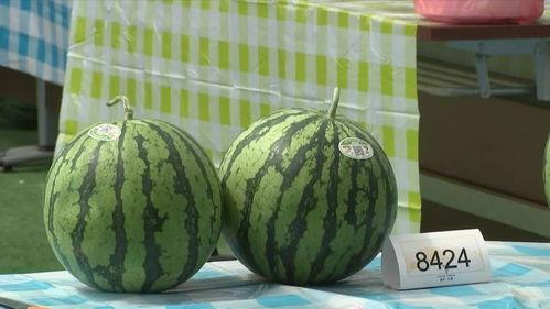 嘉兴中介圈吃瓜,吃瓜群众揭秘幕后真相