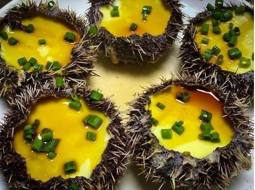 海胆吃瓜,一场海洋与陆地的奇妙邂逅