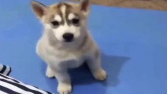 夫妻吵架狗狗吃瓜,狗狗成“吃瓜群众”