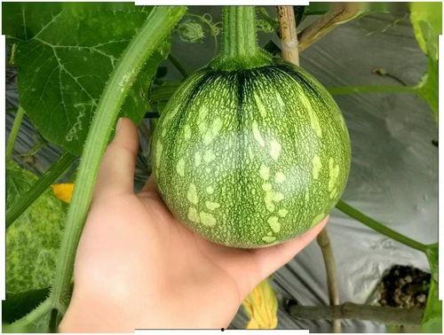 小兮吃瓜,揭秘娱乐圈那些不为人知的幕后故事