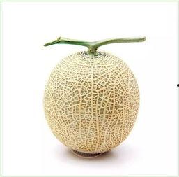 无藤瓜怎么吃,无藤瓜的多样食法探索