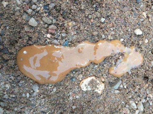 吃猫儿屎瓜,吃猫儿屎瓜的神奇功效与传说