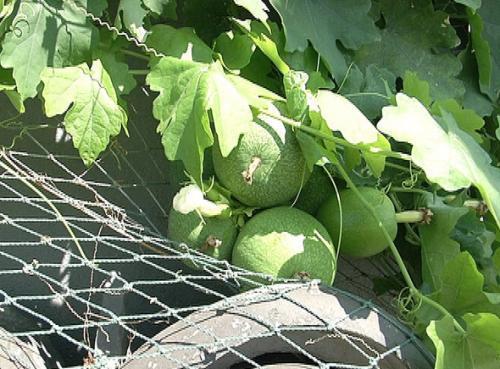 杜瓜粉怎么吃,杜瓜粉的多样食用方法与营养益处