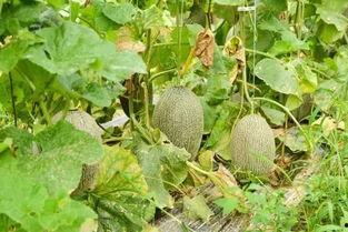 吃瓜只吃哈密瓜可以吗图片,吃瓜新风尚